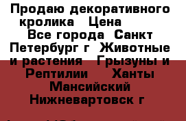 Продаю декоративного кролика › Цена ­ 500 - Все города, Санкт-Петербург г. Животные и растения » Грызуны и Рептилии   . Ханты-Мансийский,Нижневартовск г.